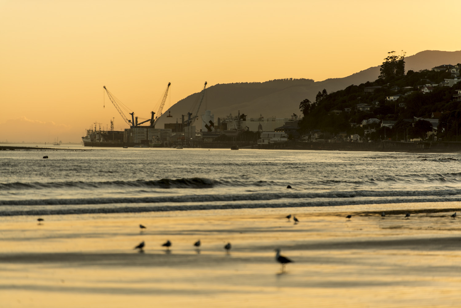 image of AARONTAIT COPYRIGHTED 2014 275 DOCUMENTARY PHOTOGRAPHER NEW ZEALAND EDITORIAL REPORTAGE CUSTOMER ENVIRONMENTAL HUMAN RESOURCES INTERVIEW REAL NATURAL LIGHT BEACH HARBOUR PORT SEAGULLS SUNRISE ENVIRONM